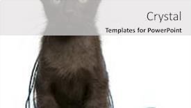  Presentation with yarn - Beautiful slides featuring havana brown kitten with ball of blue yarn 15 weeks old sitting in front of white background backdrop and a light gray colored foreground