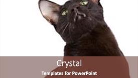  Presentation with oriental history - Amazing PPT theme having havana colored oriental shorthair cat isolated on white backdrop and a tawny brown colored foreground