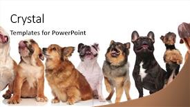  Presentation with standing sitting - Presentation having havaneser - adorable group of eight curious background and a cream colored foreground