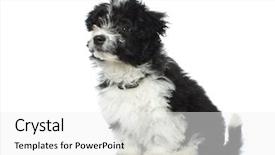  Presentation with camera - Amazing slide set having havaneser - adorable seated bichon havanese looking backdrop and a white colored foreground