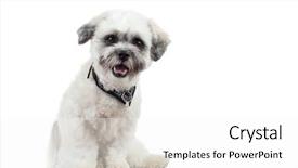  Presentation with puppy - Presentation design consisting of havaneser - amazed little bichon havanese puppy background and a  colored foreground