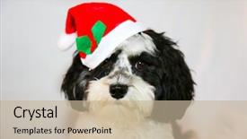  Presentation with javanese - Presentation theme enhanced with havaneser - beautiful havanese aka javanese dog background and a mint green colored foreground