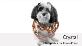  Presentation with black gold - Amazing slide deck having havaneser - black and white dog backdrop and a  colored foreground