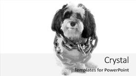  Presentation with black gold - Beautiful PPT layouts featuring havaneser - black and white dog backdrop and a  colored foreground