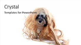  Presentation with black and white shapes - Audience pleasing slide deck consisting of havaneser - black and white dog backdrop and a  colored foreground