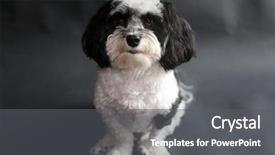  Presentation with automotive black and white - Amazing PPT layouts having havaneser - black and white havanese dog backdrop and a gray colored foreground