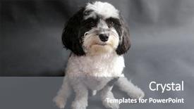  Presentation with black and white religious - Amazing slide deck having havaneser - black and white havanese dog backdrop and a gray colored foreground