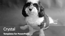  Presentation with black white program - Audience pleasing PPT layouts consisting of havaneser - black and white havanese dog backdrop and a  colored foreground
