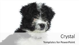  Presentation with alert - Beautiful PPT theme featuring havaneser - closeup of a curious bichon backdrop and a white colored foreground