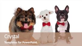  Presentation with dogs - Cool new PPT layouts with havaneser - cute team of three elegant backdrop and a coral colored foreground