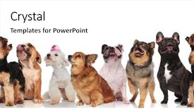  Presentation with standing sitting - Slide deck enhanced with havaneser - different breeds of curious dogs background and a white colored foreground