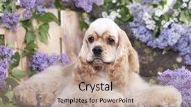  Presentation with dog - Beautiful PPT layouts featuring havaneser - dog american cocker spaniel backdrop and a coral colored foreground