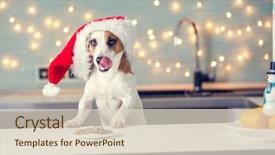  Presentation with christmas food - Slide set with havaneser - dog in christmas hat eating background and a lemonade colored foreground