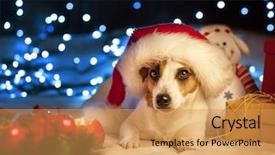  Presentation with pet grooming small dog - Presentation theme enhanced with havaneser - dog in christmas hat pet background and a yellow colored foreground