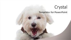  Presentation with puppy - Theme having havaneser - excited bichon puppy dog barking background and a white colored foreground