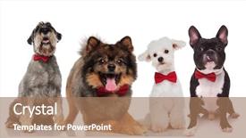  Presentation with dogs - PPT theme with havaneser - four adorable stylish dogs wearing background and a coral colored foreground