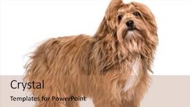  Presentation with old crumpled paper violence against women - Slides with havaneser - havanese dog 8 months old background and a coral colored foreground