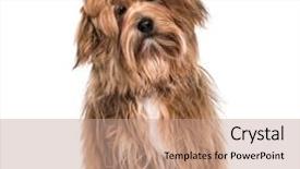  Presentation with old crumpled paper violence against women - PPT theme having havaneser - havanese dog 8 months old background and a coral colored foreground