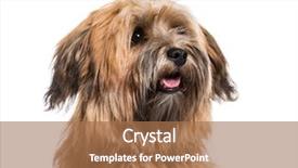  Presentation with old dog - Amazing presentation having havaneser - havanese dog 8 months old backdrop and a coral colored foreground