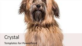  Presentation with old crumpled paper violence against women - Amazing slide deck having havaneser - havanese dog 8 months old backdrop and a coral colored foreground