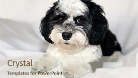  Presentation with white dna black - Amazing theme having havaneser - havanese dog a beautiful havanese backdrop and a lemonade colored foreground