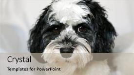  Presentation with dog - PPT layouts consisting of havaneser - havanese dog a beautiful havanese background and a mint green colored foreground