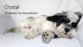  Presentation with dog - Theme with havaneser - havanese dog a beautiful havanese background and a white colored foreground