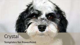  Presentation with siberian husky dog black - Colorful PPT layouts enhanced with havaneser - havanese dog a beautiful havanese backdrop and a mint green colored foreground