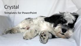  Presentation with white dna black - Slide set having havaneser - havanese dog a beautiful havanese background and a light gray colored foreground