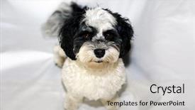  Presentation with black white - Presentation theme featuring havaneser - havanese dog a beautiful havanese background and a soft green colored foreground