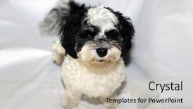  Presentation with dog - Cool new slide set with havaneser - havanese dog a beautiful havanese backdrop and a soft green colored foreground