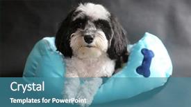  Presentation with dog - Cool new PPT layouts with havaneser - havanese dog black and white backdrop and a teal colored foreground
