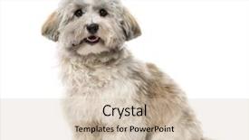  Presentation with camera - Theme consisting of havaneser - havanese looking at the camera background and a soft green colored foreground