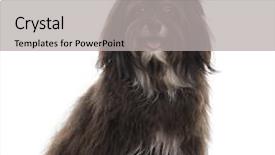  Presentation with sitting teddy bear isolated - Beautiful presentation theme featuring havaneser - havanese panting facing sitting isolated backdrop and a  colored foreground