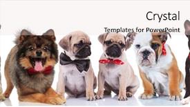  Presentation with dogs - Beautiful PPT layouts featuring havaneser - large group of six elegant backdrop and a lemonade colored foreground