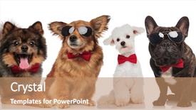  Presentation with dog park dogs plays - Slide deck enhanced with havaneser - lovely team of four elegant background and a coral colored foreground