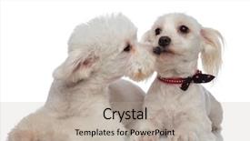  Presentation with people helping each teamwork couple - PPT theme featuring havaneser - lying adorable white bichon couple background and a  colored foreground
