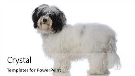 Presentation with blank whiteboard isolated on white - Beautiful slide set featuring havaneser - portrait of a havanese dog backdrop and a  colored foreground