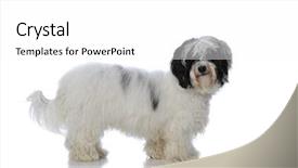  Presentation with scroll paper isolated on white - Audience pleasing theme consisting of havaneser - portrait of a havanese dog backdrop and a white colored foreground