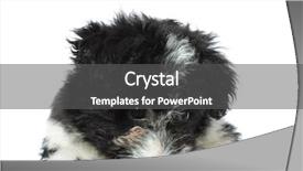  Presentation with women multicultural sad - PPT theme enhanced with havaneser - sad little bichon havanese lying background and a dark gray colored foreground