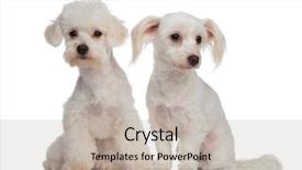  Presentation with two cute sisters playing - Beautiful presentation theme featuring havaneser - two cute bichons looking backdrop and a  colored foreground