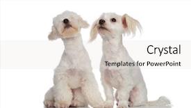  Presentation with white sea urchin - Cool new presentation theme with havaneser - two seated white bichons looking backdrop and a light gray colored foreground