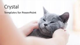  Presentation with cute cat and dog - Slides enhanced with having fun with his human background and a white colored foreground