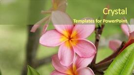  Presentation with plumeria - Slide deck with frangipani plumeria flower background and a tawny brown colored foreground