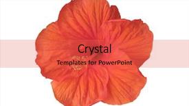  Presentation with hibiscus flower - PPT layouts consisting of topical flowers - hibiscus flower isolated on white background and a red colored foreground