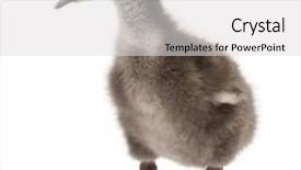  Presentation with old days - PPT layouts enhanced with squawk - hawaiian goose branta sandvicensis background and a light gray colored foreground