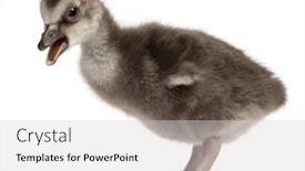  Presentation with old days - PPT theme featuring squawk - hawaiian goose or n n background and a light gray colored foreground