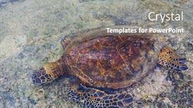  Presentation with hawaii - Cool new theme with hawaiian-green-sea-turtle backdrop and a gray colored foreground
