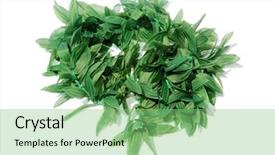  Presentation with hawaiian party - Beautiful slide deck featuring hawaiian lei hawaiian green leaf backdrop and a seafoam green colored foreground