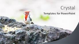  Presentation with cardinal - Beautiful PPT theme featuring hawaiian-red-crested-cardinal-paroaria backdrop and a white colored foreground